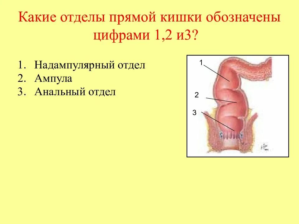 Какие отделы прямой кишки