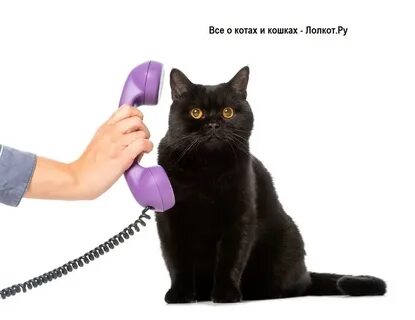 Включи кот говорит