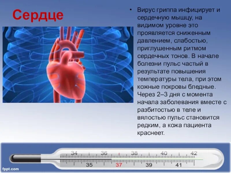 Температура сердца