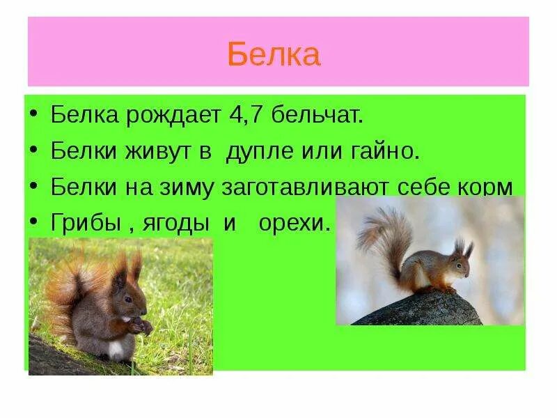 Сравни два текста жила была белка. Описание белки для детей. рассказ про белку. проект по окружающему миру белка. презентация про белку 2 класс окружающий мир.