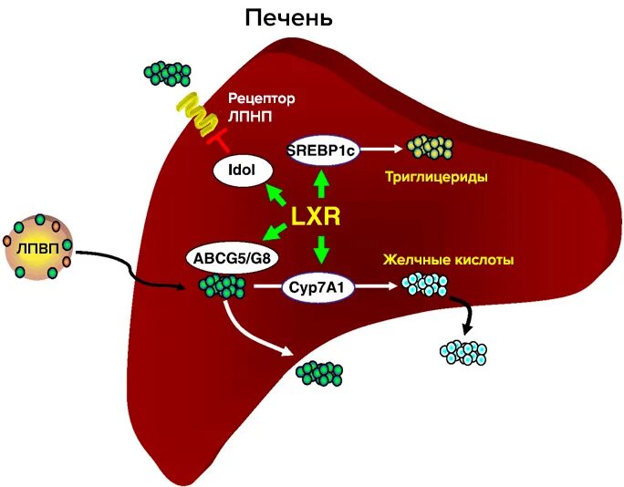 Печень повышает холестерин. Рецепторы липопротеинов низкой плотности. Рецепторы ЛПНП. Рецепторы печени. Метаболизм холестерола в печени.