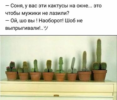 Кактус анекдоты