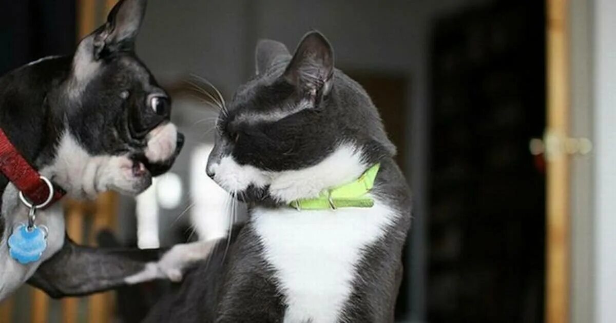 5 говорящих кошек. Общение кошек. Кошачий разговор. Коммуникация животных. Котики для переговоров.