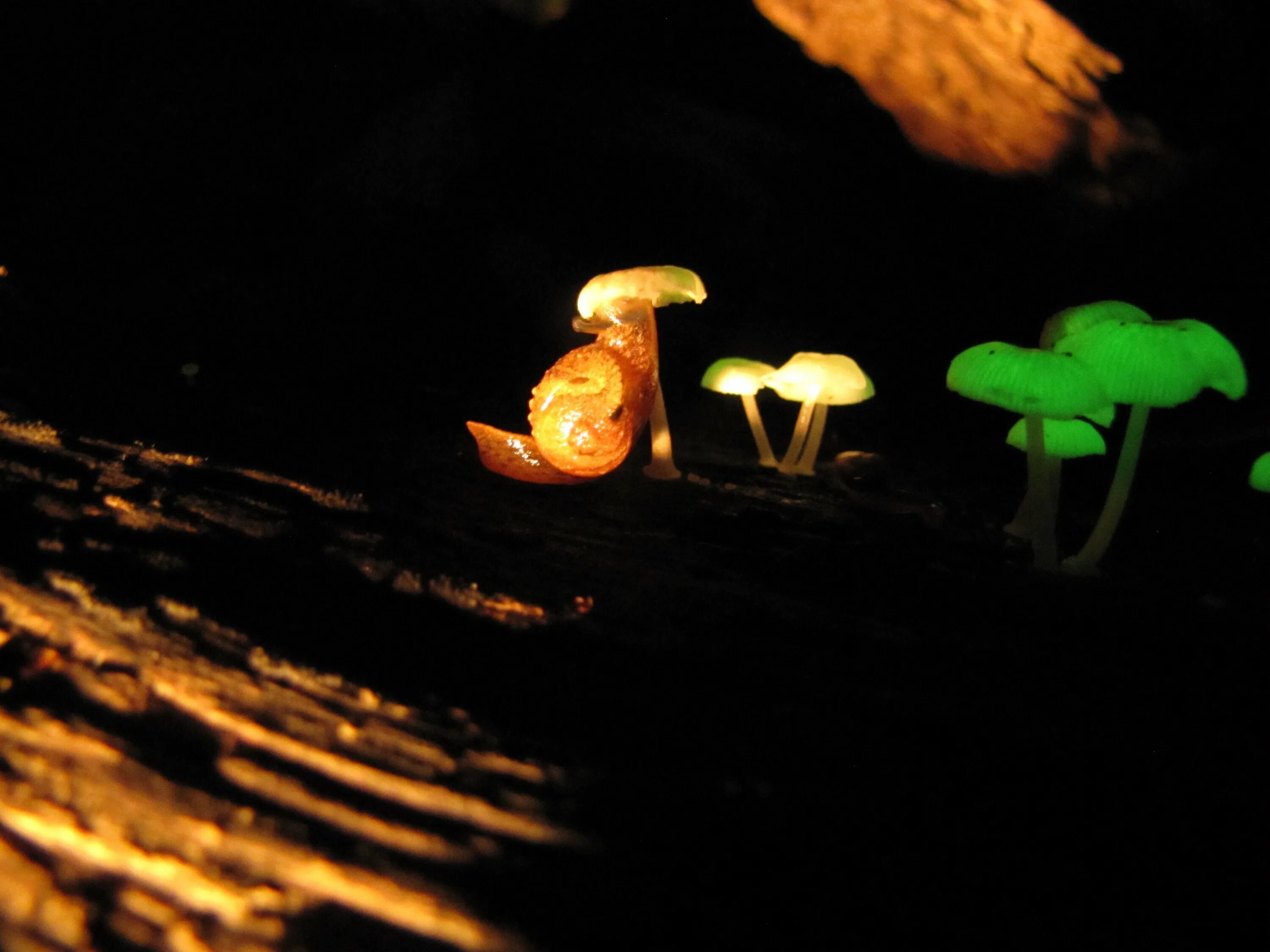 Грибы нокиа. Мицена хлорофос. Мицена хлорофос гриб. Светящиеся грибы Mycena LUXAETERNA. Биолюминесценция опят.