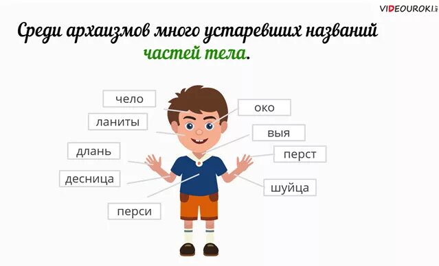 Архаизмы части тела. Устаревшие части тела человека. Архаизмы названия частей тела человека. Устаревшие названия частей тела и лица. Слово человек используется для обозначения