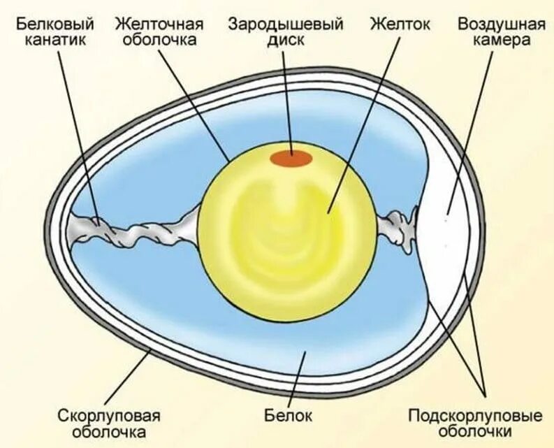 Схема строения яйца птицы. Внутреннее строение яйца. Строение куриного яйца. Схема строения куриного яйца.