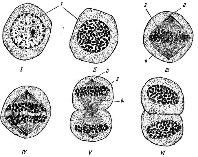 Стадии митоза препарат. Митоз в животных клетках. Митоз животной клетки. Митоз в клетках печени аксолотля. Хромосомы речного рака