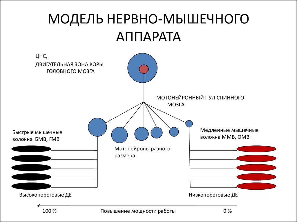 Общее свойство нервной и мышечной. Физиология нервно-мышечного аппарата. Нервно мышечный аппарат. Неверно мышечный аппарат. Функциональное исследование нервно-мышечного аппарата.