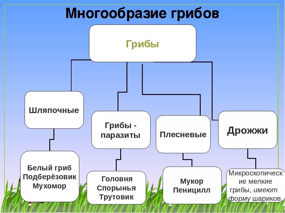 Группы грибов 7 класс биология. Многообразие грибов. Разнообразие грибов схема. Многообразие грибов таблица. Многообразие грибов классификация.