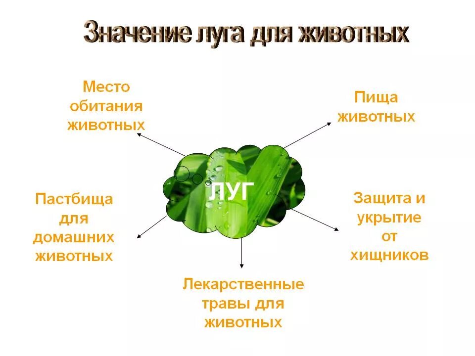 Значение сообщества для человека в луге. Значение лугов для человека. значение луга для животных. значение лугов в жизни человека. роль луга для человека.