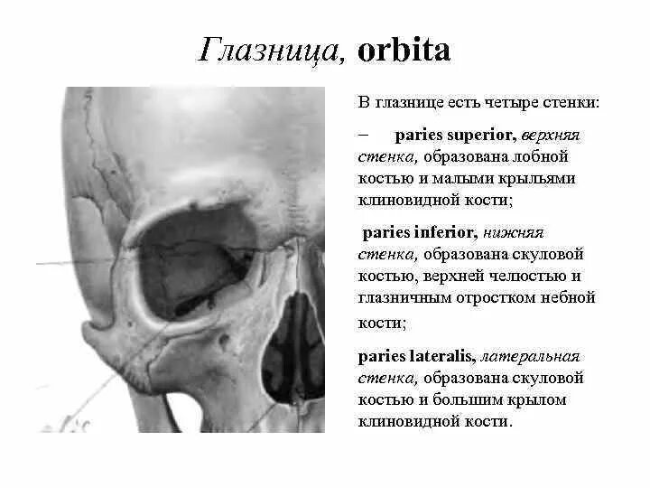 Сообщения глазницы. Нижняя стенка глазницы (orbita) образуется. Костная глазница правая вид спереди. Латеральная стенка глазницы образована. Кости глазницы анатомия.