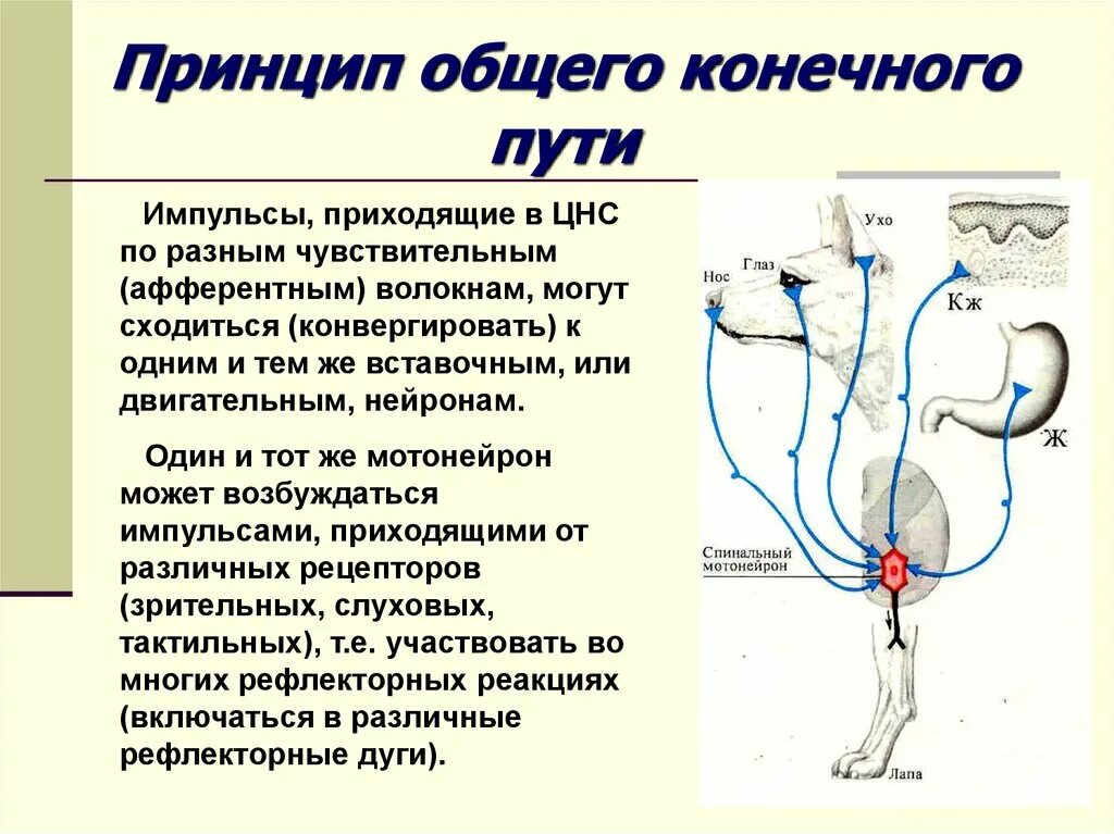 Схема принципа координации общий конечный путь. Общий конечный путь ЦНС. Общий конечный путь в физиологии. Принцип общего конечного пути схема.