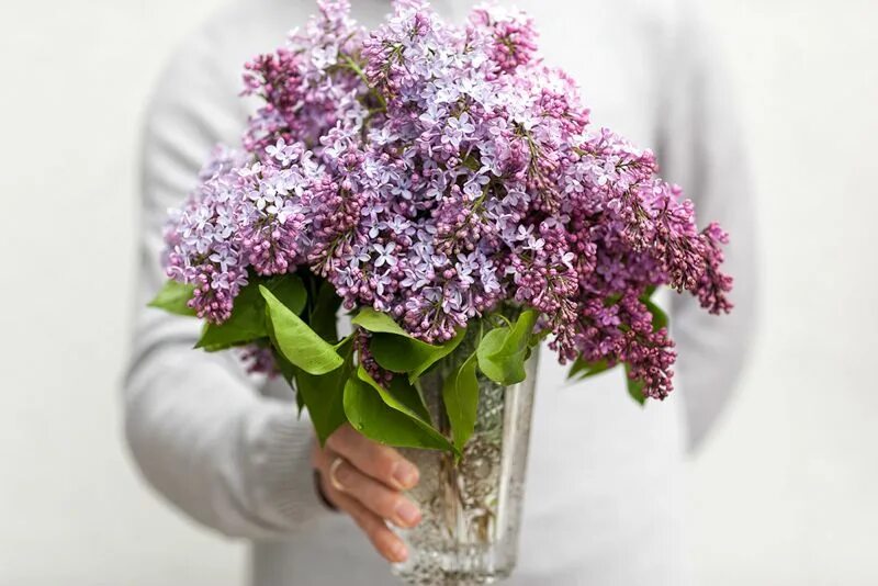 Сирень баграмян. Девушка с сиренью. Фестиваль сирени в шахматово. Букет сирени. Букет сирени.