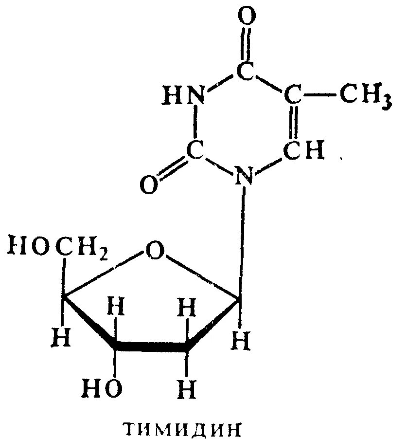 Тимин в тимидин. Тимидин цитидин. Тимидин строение. Структура тимидинин 5 монофосфат.
