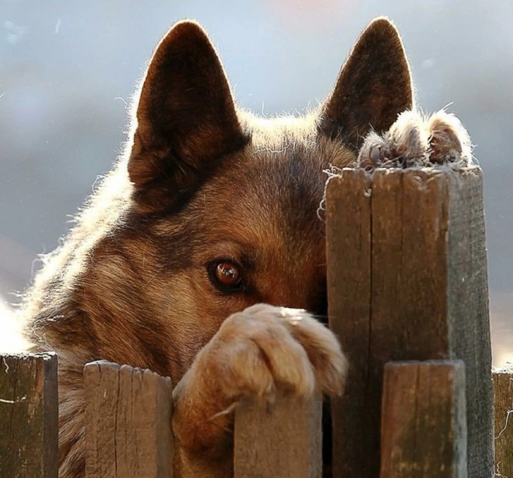 Грустная собака. Мы в ответственности за тех кого приручили. Стихи о собаке ушедшей. Общение с питомцами. Стихи о животных красной книги.