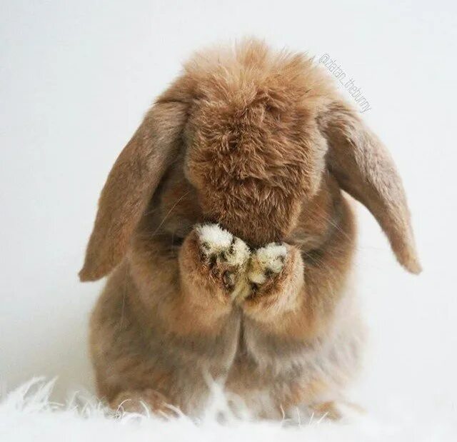 Кролик. Два кролика. Зайчик машет рукой. Английский вислоухий кролик. Грустный кролик.