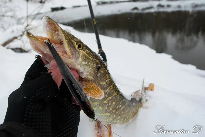 Клев щуки зимой. Клев щуки зимой. Рыбалка в волгограде. Фото щуки на рыбалке осенью ночью. Клев щуки зимой.