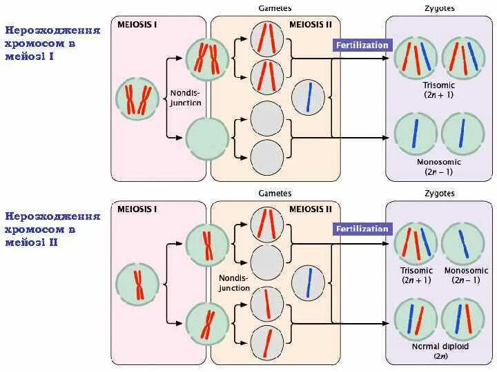 Нерасхождение хромосом в мейозе 1. Синдром Дауна мейоз. Трисомия мейоз. Анеуплоидия в мейозе. Нарушения мейоза и синдром Дауна.
