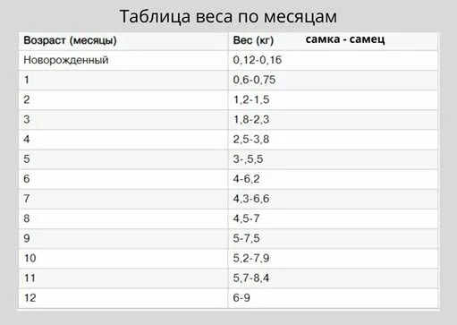 Вес котенка в 4. Вес кота Невская маскарадная таблица. Таблиц веса котят Невская маскарадная. Невская маскарадная кошка вес нормы. Норма веса сфинкса по месяцам.