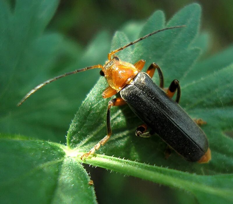 Файл:Amphimallon solstitialis - couple (2007-06-03).jpg - Вікіпедія