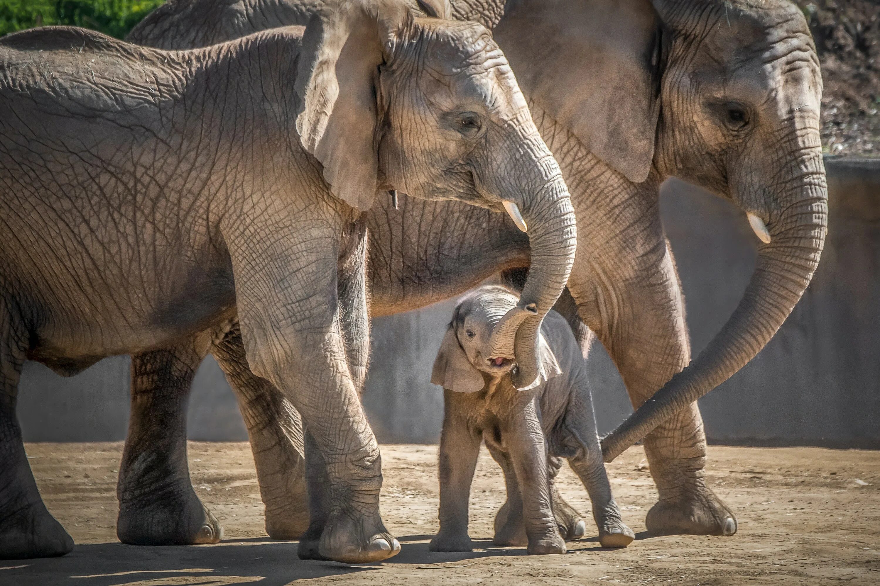 Elephant child. Слоненок. Слоны с детенышами. Слон и Слоненок. Семья слонов.