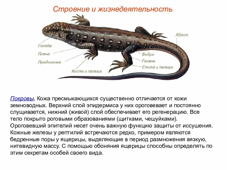 Таблица ящерица и тритон. Строение ящерицы. Внешне строение ящерицы. Особенности строения рептилий. Внешнее строение ящерицы.