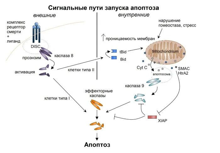 C запущенный процесс