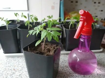 Зола как удобрение для перца: как правильно подкормить, сроки