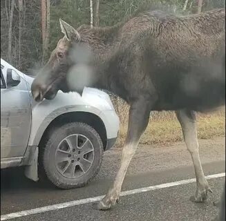 Лось тверская область