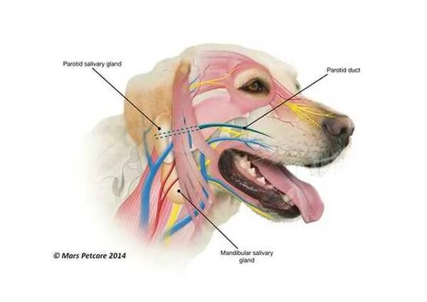 Где у собаки железы. Слюнные железы собаки анатомия. Лимфоузлы собаки анатомия. Анатомия слюнных желез у собаки. Скуловая слюнная железа у собак анатомия.