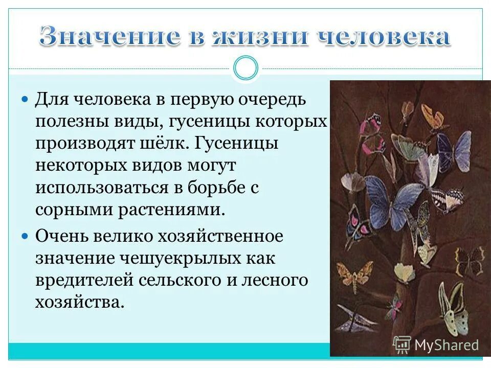 Чешуекрылые роль в жизни человека. Значение для человека чешуекрылых. Значение для человека чешуекрылых. Роль чешуекрылых для человека. Чешуекрылые значение.