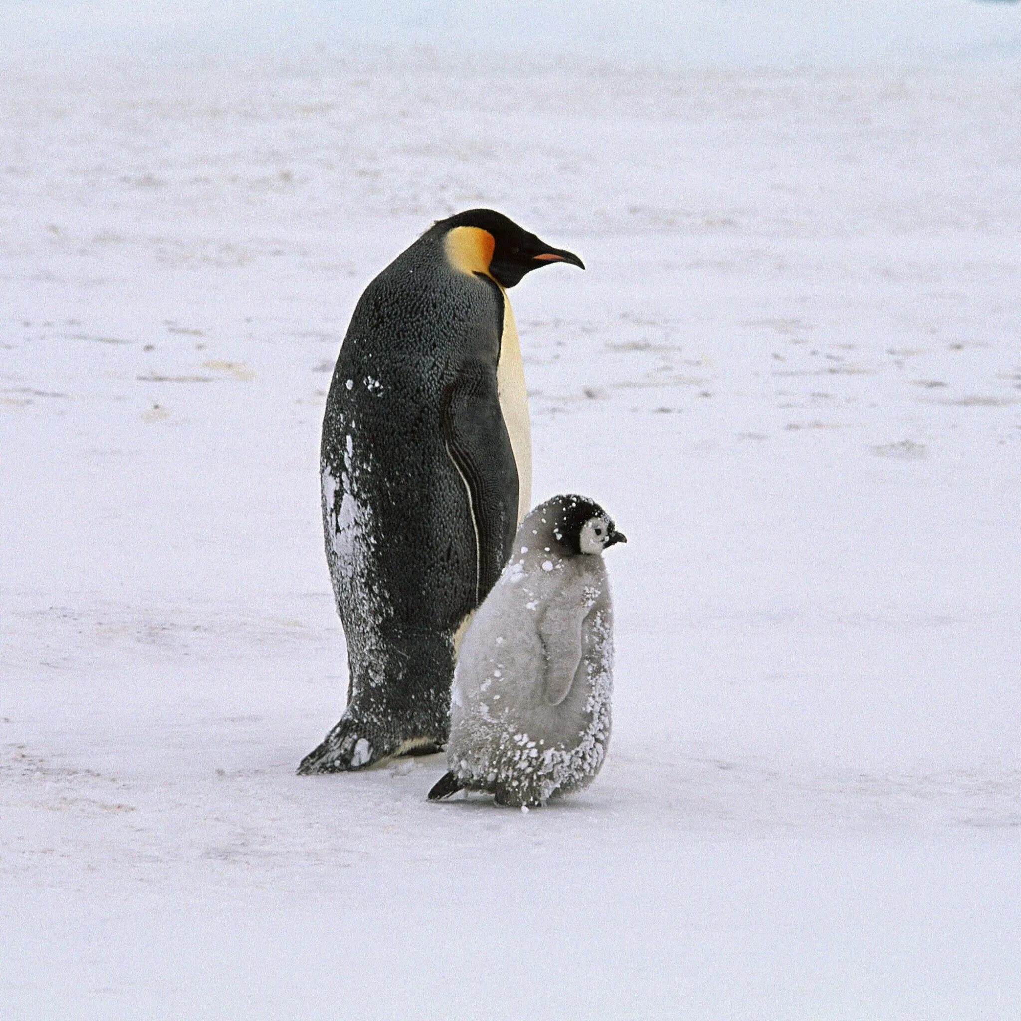Пингвины моей мамы 5. Пингвин. Арктический Пингвин. Полярный Пингвин. Пингвин сидит.