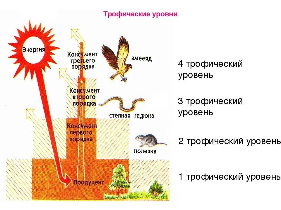 Первый трофический уровень представлен. Трофические уровни пищевой цепи. Трофические уровни экосистемы. Трофический уровень консументов 2. Трофические уровни в цепи питания.