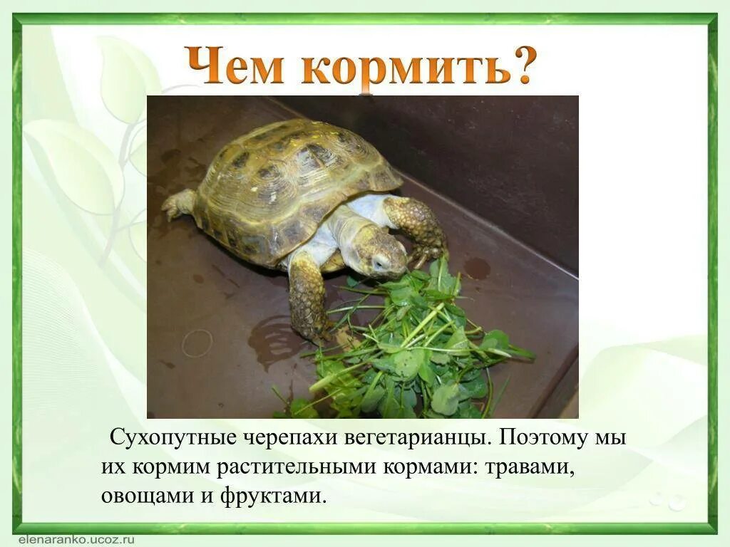 Сколько раз кормить черепаху в неделю. Черепахи домашние сухопутные. чем кормить сухопутную черепаху. чем кормить сухопутных черепах. чем кормить домашних черепах.
