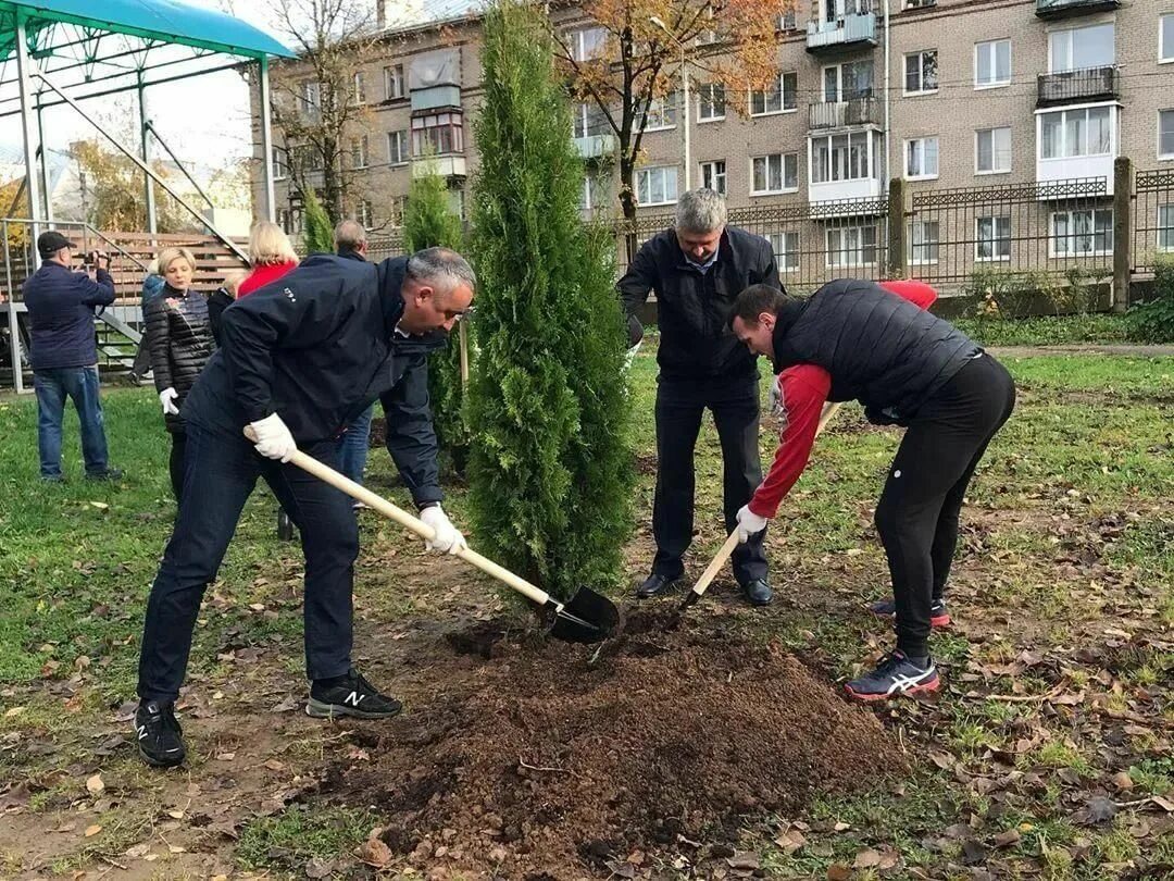 Какие деревья высаживают в парках. Посадка деревьев в парке. Для деревьев высадка парк. Высаженные деревья. Посадка деревьев в сквере.