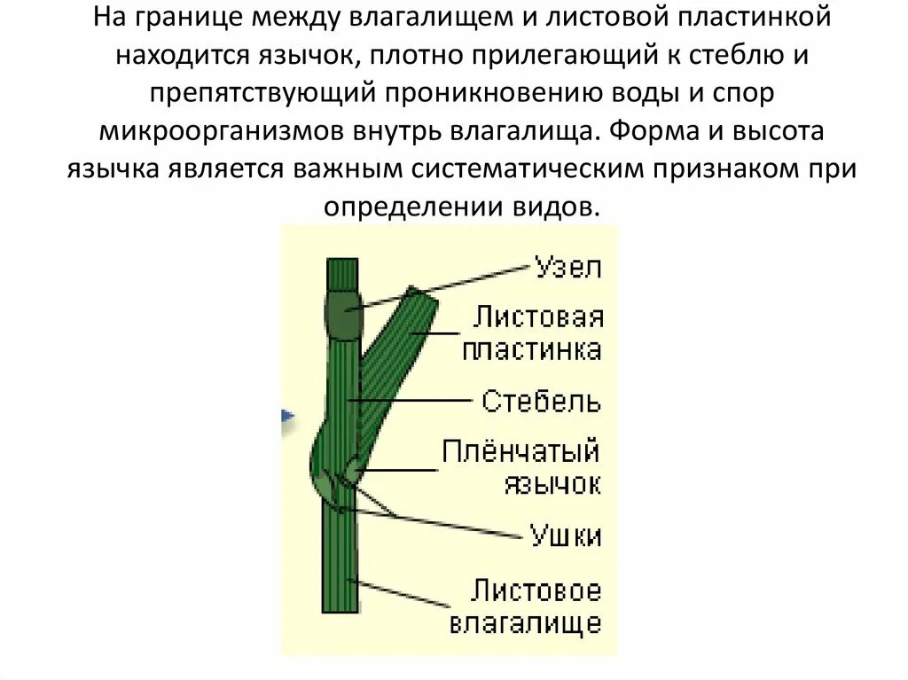 Название стебля злаков. Строение стебля злаковых растений. Листовое влагалище злаков. Строение стебля и листа злаков. Лист злака строение.