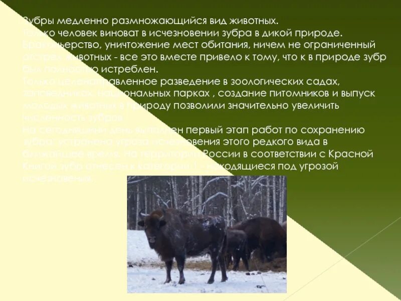 В какой зоне обитает зубр. ЗУБР место обитания. Исчезновение зубра. Причины вымирания зубров. Место обитания зубра из красной.