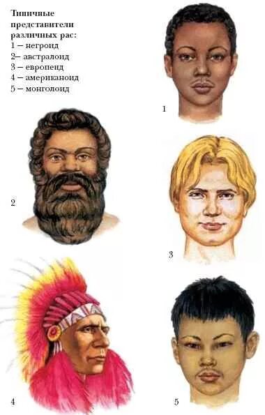 Сколько человеческих рас. 4 Расы людей на земле. Представители разных рас. Представители разных рас и народов. Типы рас людей.