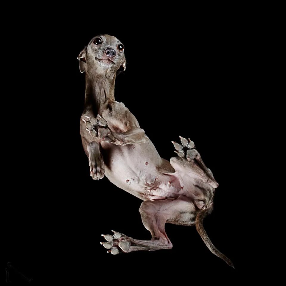 Собака снизу. Андриус Бурба фотограф. Собака вид снизу. Бурба собака. Собака необычный ракурс.