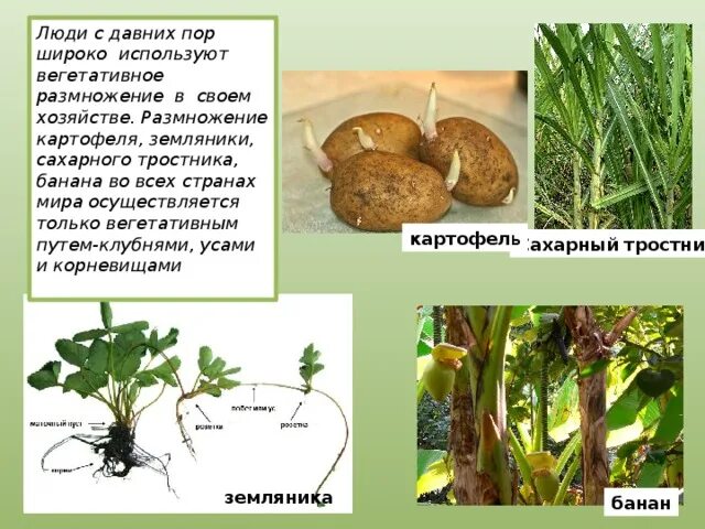 Клубень картофеля и ус земляники. Вегетативное размножение картофеля клубнями. Вегетативное размножение усами клубнями. Размножение картофеля биология. Вегетативное размножение растений клубнем картофель.