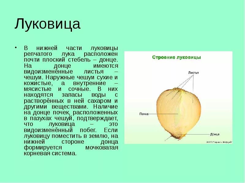 Какую функцию выполняют сухие чешуи. Стебель Донце у луковицы. Строение луковицы. Чешуи луковицы.