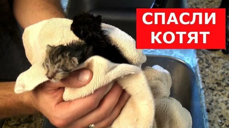 Новорожденные котята фото. Уход за новорожденными котятами. Новорожденные котята в ветеринарной клинике. Как ухаживать за маленькими котятами.