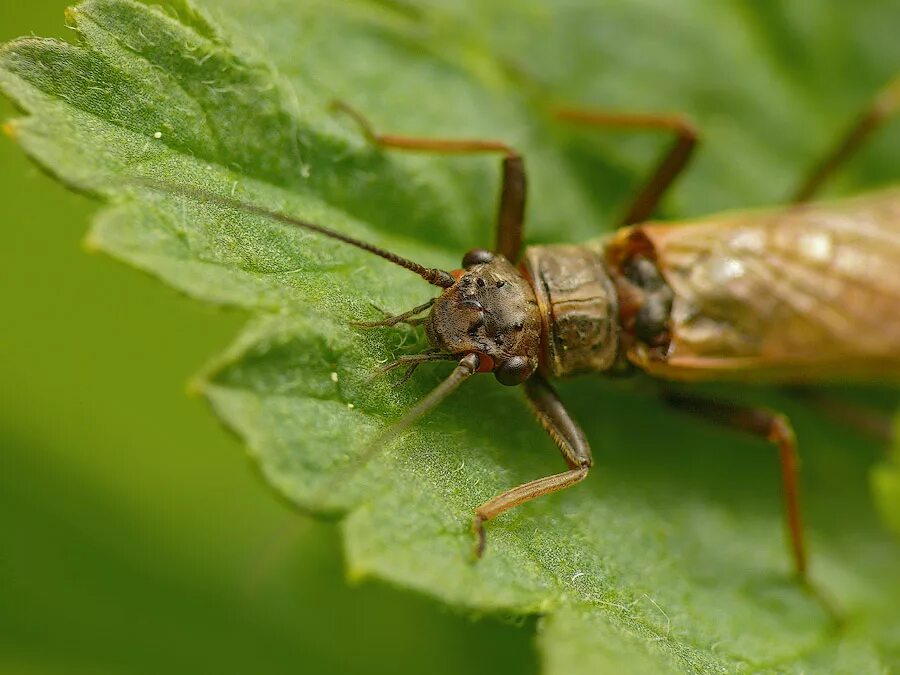 Веснянки plecoptera. Веснянка город. Веснянка насекомое личинки. Колядки веснянки. Веснянка насекомое личинки.