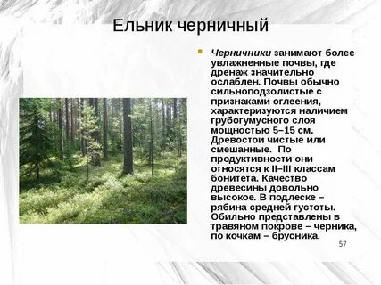Есть слово ельник