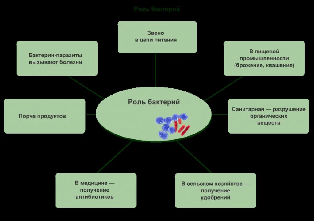 Роль бактерий в природе конспект. Кластер роль бактерий. Схема значение бактерий 5 класс. Схема значение бактерий. Роль бактерий схема.
