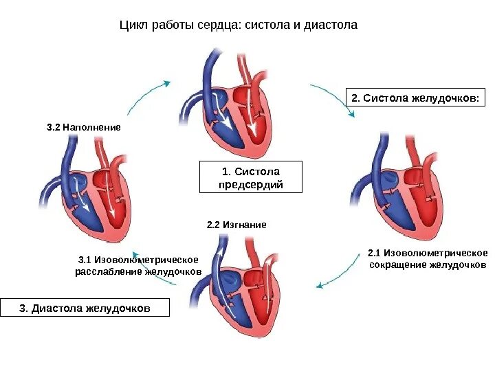 Расслабление предсердий и желудочков. Строение сердца систола диастола. Фазы сердечного цикла схема. Сердечный цикл фаза асинхронного сокращения. Цикл сердечной деятельности схема.