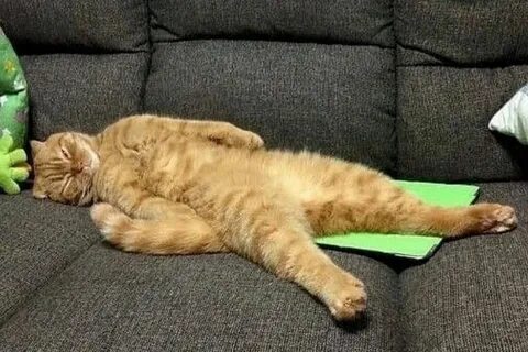 Кошка без сил
