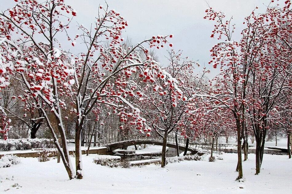 Деревья в зимний период. Заснеженные кусты. Зимний яблоневый сад. Облепиха трофимовская. Деревья в зимний период.