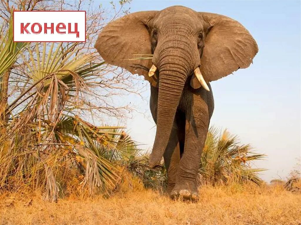 Африканский слон живет. Слоны в дикой природе. Африканский слон хоботные. Африканский слон живет. Лесные слоны африки.