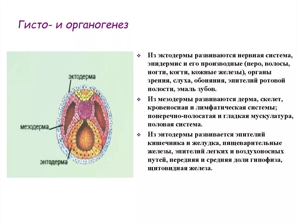 Органогенез зародышевые листки. Гисто и органогенез производные зародышевых листков. Органогенез эктодерма мезодерма энтодерма. Гисто органогенез нейруляция.